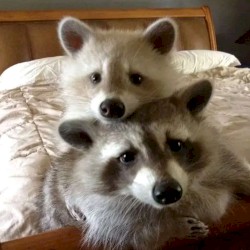 ppplease don’t make me chooseee