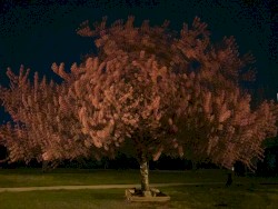 The Crystalline Tree