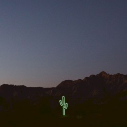 Open Skies (Wildflower)