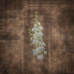 Terra Incognita: Live From The Ojito Wilderness