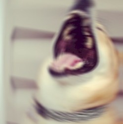 HEY HAV U HEARD OF UPDOG? #R34L3M😢