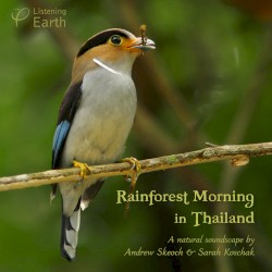 Rainforest Morning in Thailand