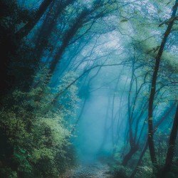 Embraced by Forest Realms