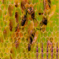 ⬡⬡⬡⬡⬡⬡⬡