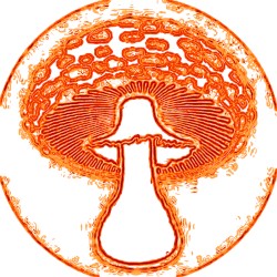 Scenes From the Mushroom Lab