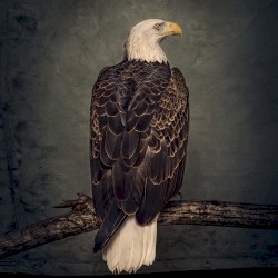 Book of Bad Decisions