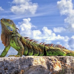 Latin Lizard