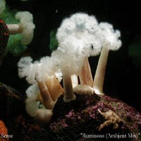 Ruminous (Ambient mix)