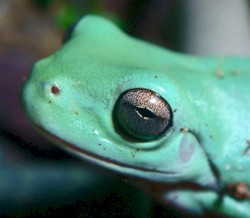 Purposely Inflicting Ranidaphobia