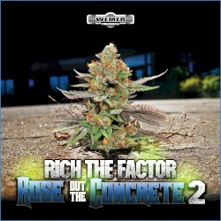 Rose Out the Concrete 2