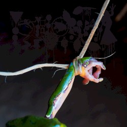 The Dark Side of the Amazon