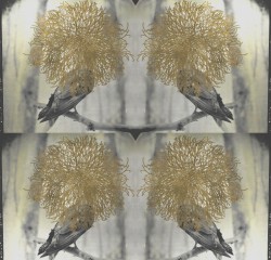 ...400017 // Nadija arrives/ let home be everywhere,one of us said