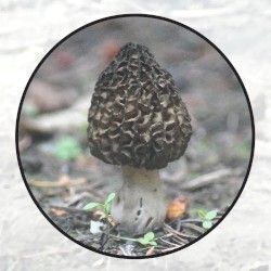 Moonlit Missive #104: 'Midday Mushrumps'