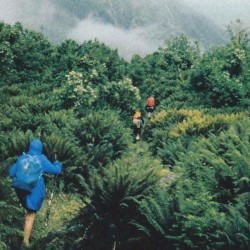 The Wilderness of Youth