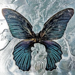 Nymph_o