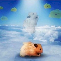 why