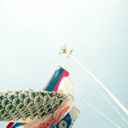 Wild Air