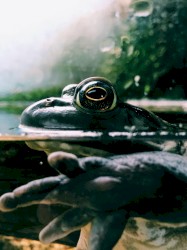 Nulliparous Translunar Eyeball