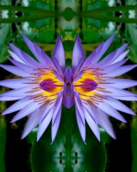 Aphodisia