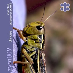 Insectes, attente et pixels