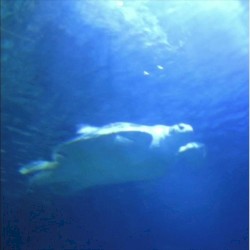Blue Turtle