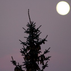 Pine