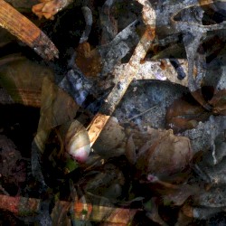 A Hollow Full of Hope