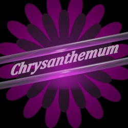 Chrysanthemum (Power Mix)