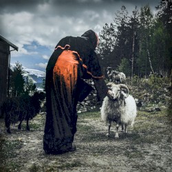 Ritual Dogs