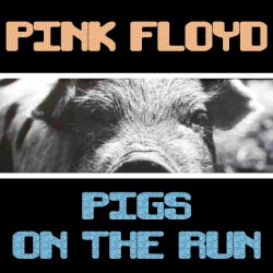 Pigs on the Run