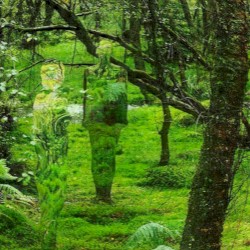 Pathless Woods