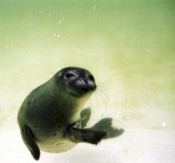 U’ll Be the King of the Stars