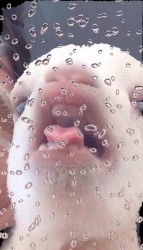 For a Taste of Your Water the Nile I'll Swim to You