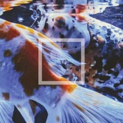 Opiate Odyssey