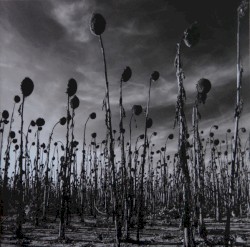 Anastasis