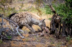 Operation Hyena