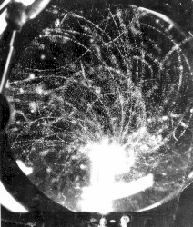 Jerusalem Artichokes