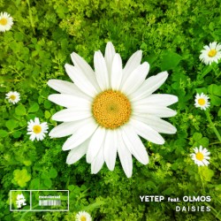 Daisies