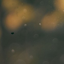 Fluttering From the Autumn Tree