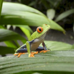 Agalychnis callidryas