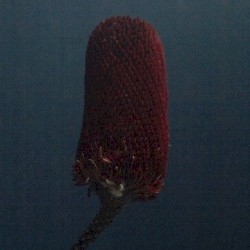 Sounds of Then (This Is Australia)