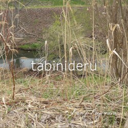 tabinideru