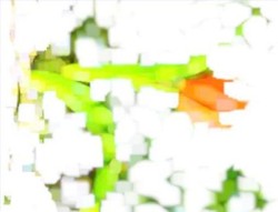 As Bambi Grew Older the Little White Spots on His Back Disappeared