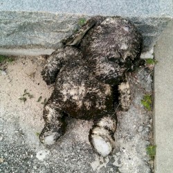 Rotten Bunny