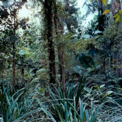 Latency alla Villa Medici III