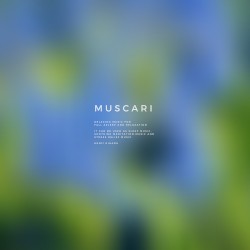 Muscari