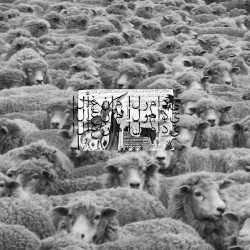 Grey Sheep II