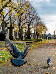 Wings of Flight, Volume 4 (The Alternative and Extended Versions)