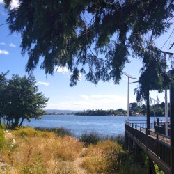 Como plumas caen, como hojas mueren