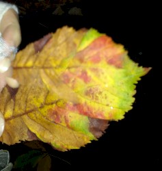 brittle flame refraction